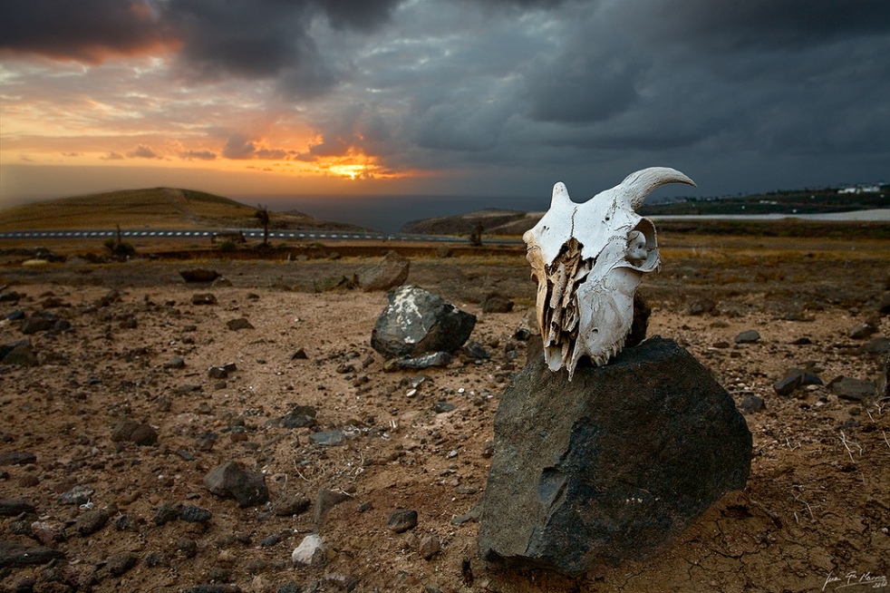 cadáver de cabra no deserto